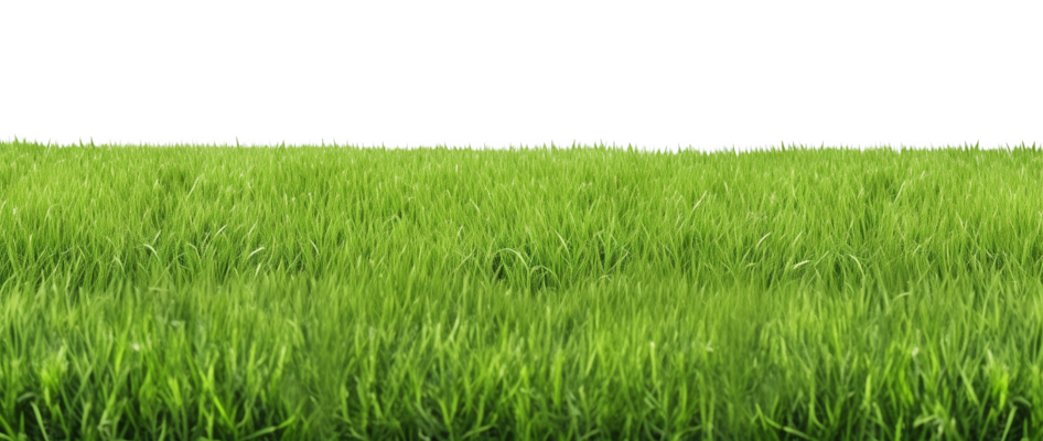 grass
